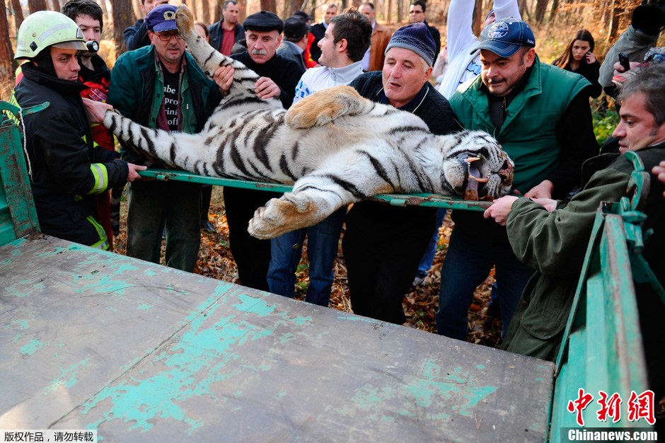 罗马尼亚一老虎逃出动物园后被击毙