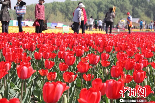 新疆青格达湖湖畔150万株郁金香花绽放