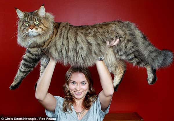 澳大利亚巨型"威严"猫重近20斤