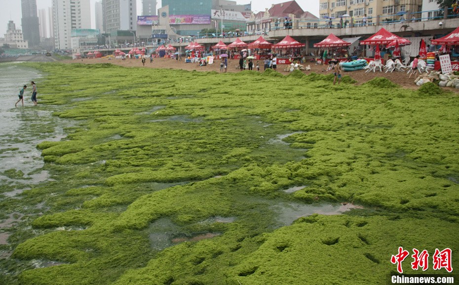 青岛浒苔仍然肆虐