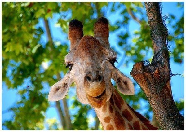 长颈鹿才是真正的"卖萌帝"